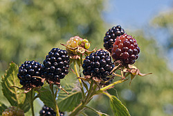 �������� / ������� ��������� (Rubus nessensis = Rubus suberectus = Rubus fruticosus) Shrubby Blackberry