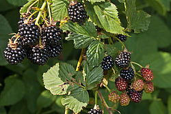 �������� / ������� ��������� (Rubus nessensis = Rubus suberectus = Rubus fruticosus) Shrubby Blackberry