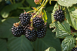 �������� / ������� ��������� (Rubus nessensis = Rubus suberectus = Rubus fruticosus) Shrubby Blackberry