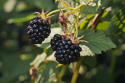 �������� / ������� ��������� (Rubus nessensis = Rubus suberectus = Rubus fruticosus) Shrubby Blackberry