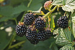 �������� / ������� ��������� (Rubus nessensis = Rubus suberectus = Rubus fruticosus) Shrubby Blackberry