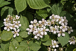 �������� / ������� ��������� (Rubus nessensis = Rubus suberectus = Rubus fruticosus) Shrubby Blackberry