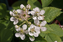 �������� / ������� ��������� (Rubus nessensis = Rubus suberectus = Rubus fruticosus) Shrubby Blackberry
