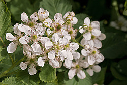 �������� / ������� ��������� (Rubus nessensis = Rubus suberectus = Rubus fruticosus) Shrubby Blackberry
