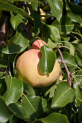 ����� ������������ (Pyrus communis)