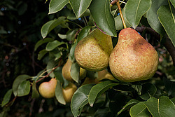 ����� ������������ (Pyrus communis)