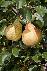 ����� ������������ (Pyrus communis)