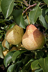 ����� ������������ (Pyrus communis)