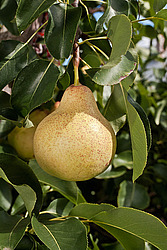 ����� ������������ (Pyrus communis)