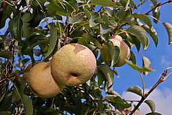 ����� ������������ (Pyrus communis)