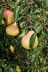 ����� ������������ (Pyrus communis)