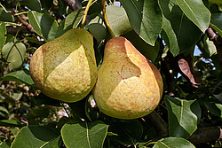 ����� ������������ (Pyrus communis)