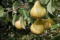 ����� ������������ (Pyrus communis)