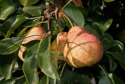 ����� ������������ (Pyrus communis)