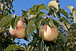 ����� ������������ (Pyrus communis)
