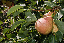 ����� ������������ (Pyrus communis)