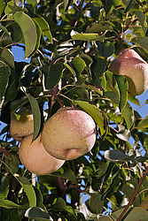 ����� ������������ (Pyrus communis)