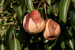 ����� ������������ (Pyrus communis)