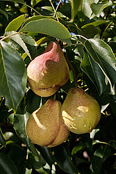 ����� ������������ (Pyrus communis)