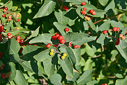��������� ��������� (Lonicera tatarica)