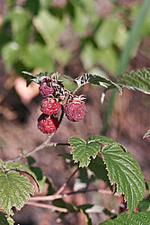 ������ ������������ (Rubus idaeus)