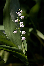 ������ ������� (Convallaria majalis)