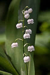 ������ ������� (Convallaria majalis)