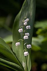 ������ ������� (Convallaria majalis)