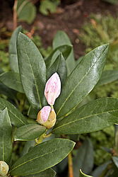 ����������� ���������� (Rhododendron caucasicum � ponticum)