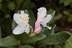 ����������� ���������� (Rhododendron caucasicum � ponticum)