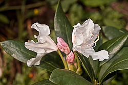 ����������� ���������� (Rhododendron caucasicum � ponticum)