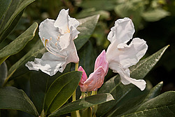 ����������� ���������� (Rhododendron caucasicum � ponticum)