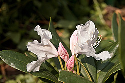 ����������� ���������� (Rhododendron caucasicum � ponticum)