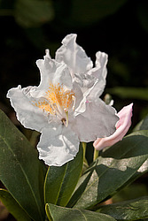 ����������� ���������� (Rhododendron caucasicum � ponticum)