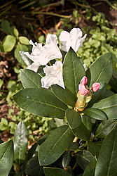 ����������� ���������� (Rhododendron caucasicum � ponticum)