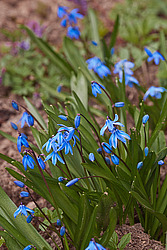 �������� ��������� (Scilla siberica)