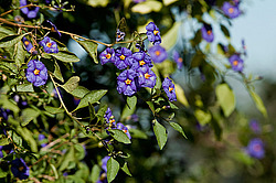 ����� ���������� (Lycianthes rantonnetii)