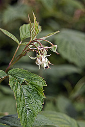 ������ ������������ (Rubus idaeus)
