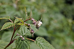 ������ ������������ (Rubus idaeus)