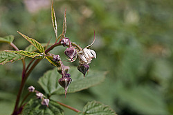 ������ ������������ (Rubus idaeus)