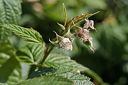 ������ ������������ (Rubus idaeus)