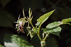 ������ ������������ (Rubus idaeus)