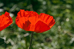 ��� �������������� (Papaver pseudo�orientale)