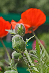 ��� �������������� (Papaver pseudo�orientale)