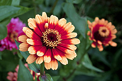 ������ ������� (Zinnia elegans) Common Zinnia
