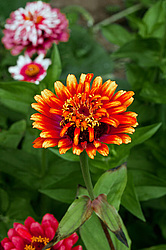 ������ ������� (Zinnia elegans) Common Zinnia