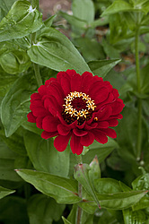 ������ ������� (Zinnia elegans) Common Zinnia