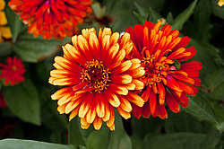 ������ ������� (Zinnia elegans) Common Zinnia