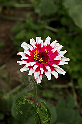 ������ ������� (Zinnia elegans) Common Zinnia