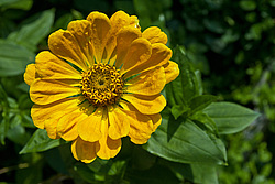 ������ ������� (Zinnia elegans) Common Zinnia